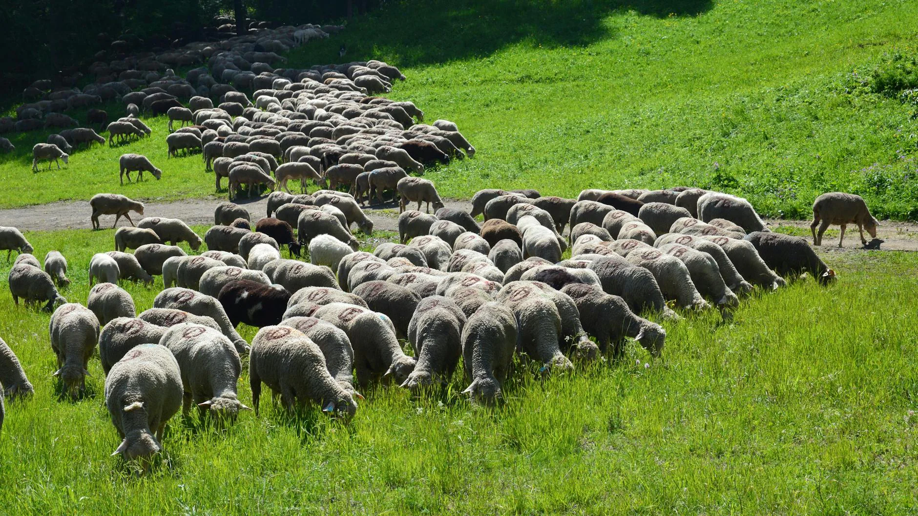 A Herding-Based Model of Technological Transfer and Economic Convergence: Evidence from Central and Eastern Europe