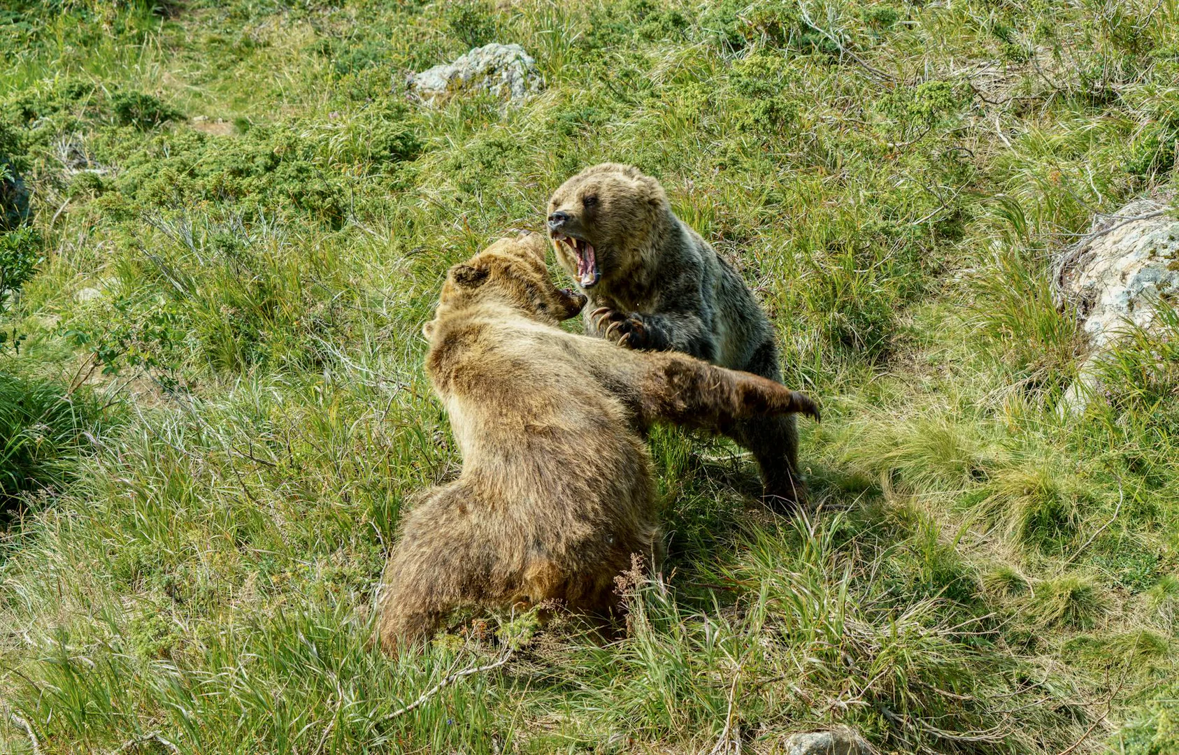Partners Group unter Beschuss von amerikanischem Shortseller Grizzly